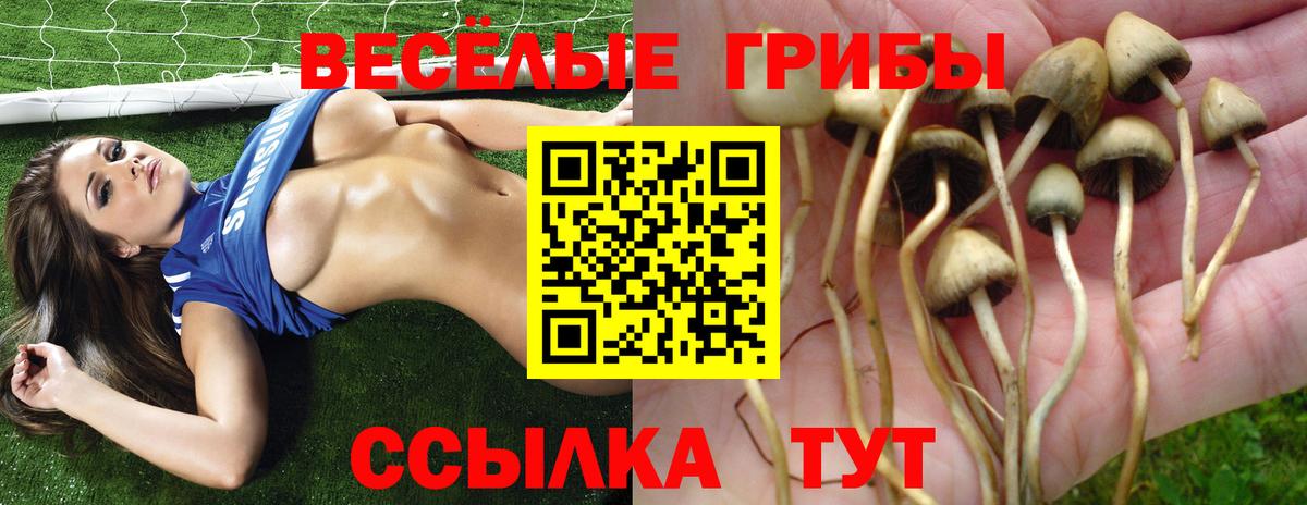Псилоцибиновые грибы Cubensis  Вход с VPN  Псилоцибиновые грибы Psilocybine cubensis  Рославль 